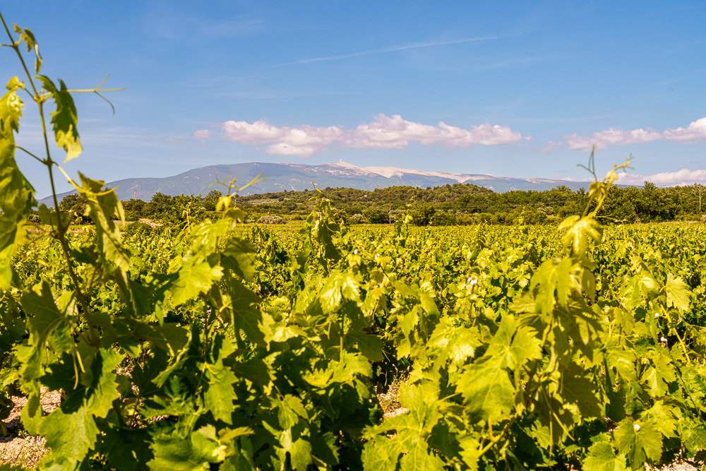 Domaine Plein Pagnier